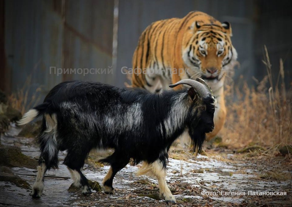 Форум знакомств у Амура Главная