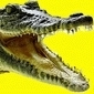 CSC (филиал в Украине) - последнее сообщение от  Alligator 
